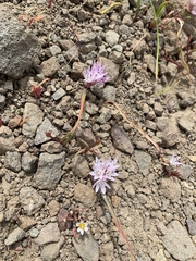 Allium obtusum obtusum