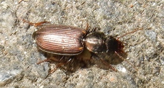 Apenes lucidula