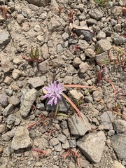 Allium obtusum obtusum