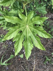 Fatsia