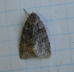 Acronicta retardata