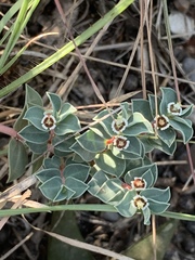 Euphorbia johnstonii