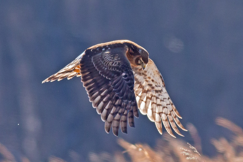 Northern Harrier photographed in Pennsylvania