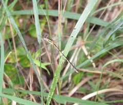 Lestes australis