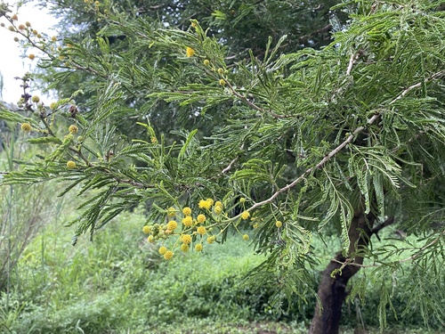 Vachellia natalitia, photograph 1