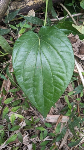 Foto de Folha-de-betel