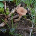 Contumyces rosellus (Contumyces rosellus)
