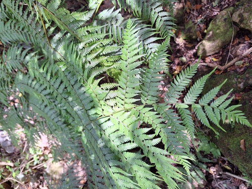 Image of Forest Tree Fern by (c) Adele SL, some rights reserved (CC BY)