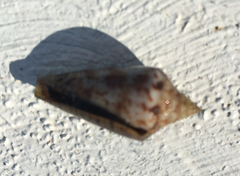 Conus dispar