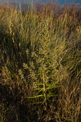 Echium italicum biebersteinii