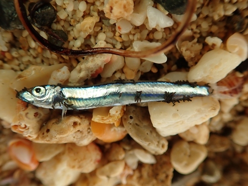 Banded blue sprat (Spratelloides gracilis) — Clupeidae