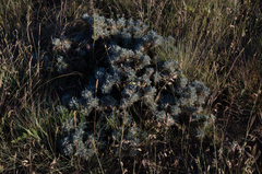 Astragalus arnacantha