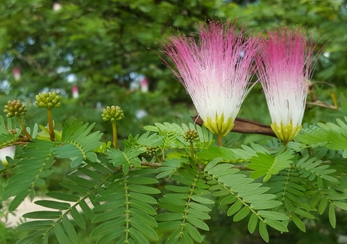 Calliandra surinamensis