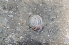 Helix albescens