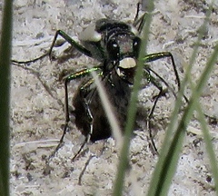 Cicindela parowana platti