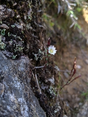 Gentiana flavomaculata