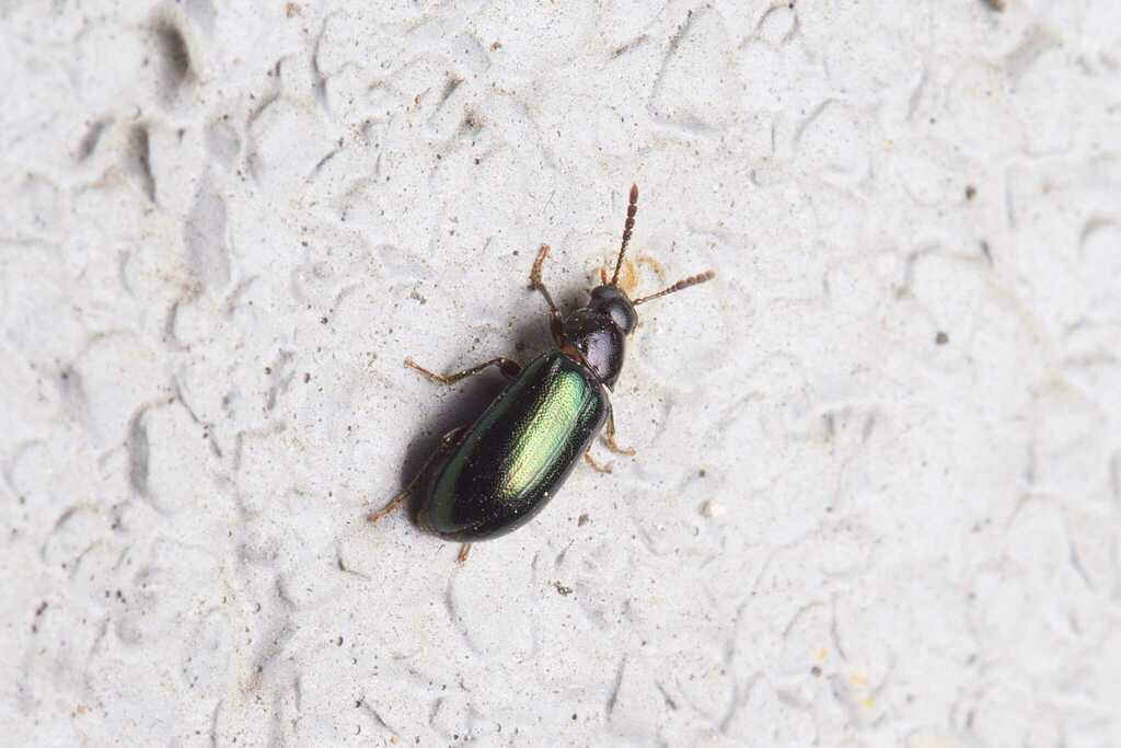 Tetratoma sakagutii