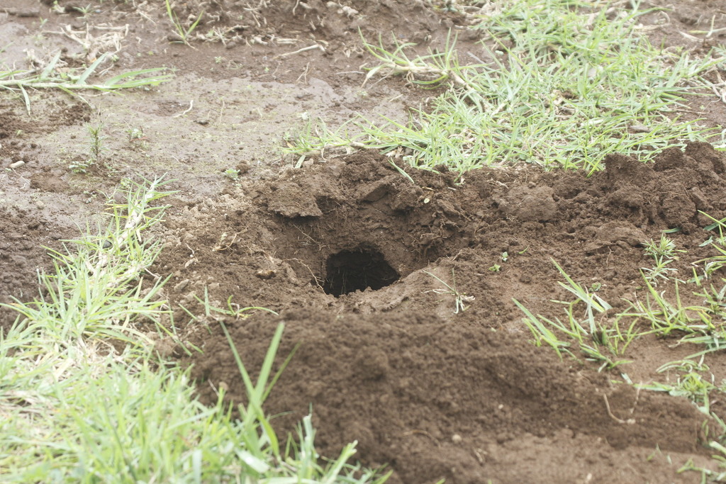 Smoky Pocket Gopher