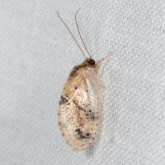 Megalomus carpenteri