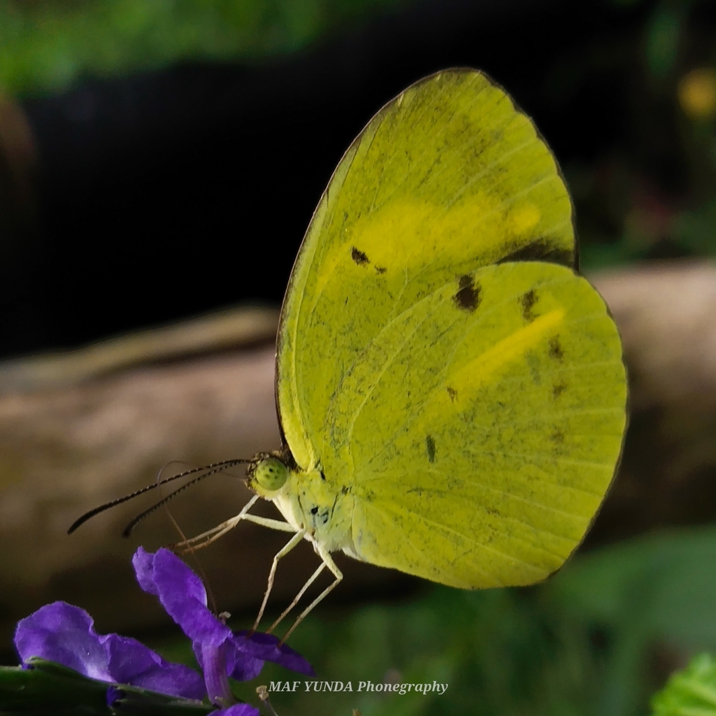 Eurema tominia (Eurema tominia)