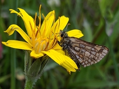 Carterocephalus