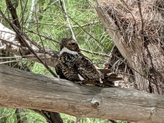 Chordeiles gundlachii