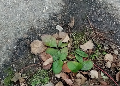 Foto de morangueiro
