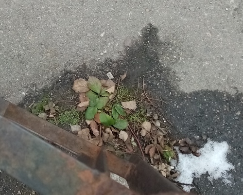 Foto de morangueiro