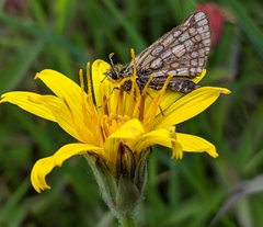 Carterocephalus