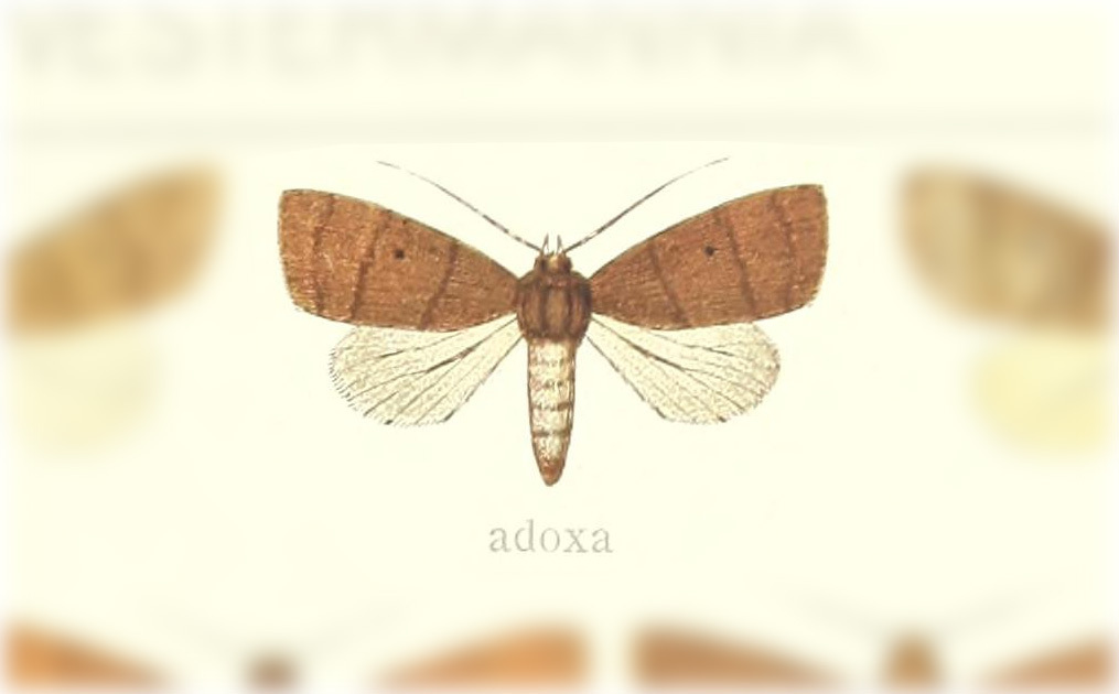 Xenochroa adoxa