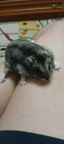 Dzhungarian Hamster