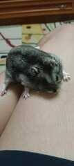Striped Desert Hamster photo 2