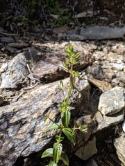 Swertia macrosperma