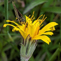 Carterocephalus