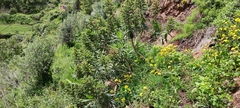 Echium callithyrsum, photograph (c) fmunoz, some rights reserved (CC BY)