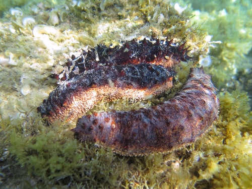 Holothuria tubulosa Gmelin, 1791