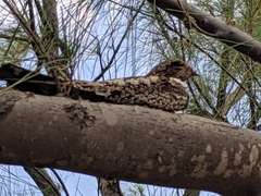 Chordeiles gundlachii