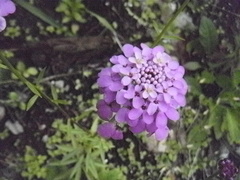 Iberis