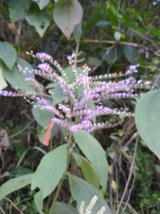 Eirmocephala brachiata