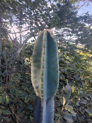 Foto de Mandacaru