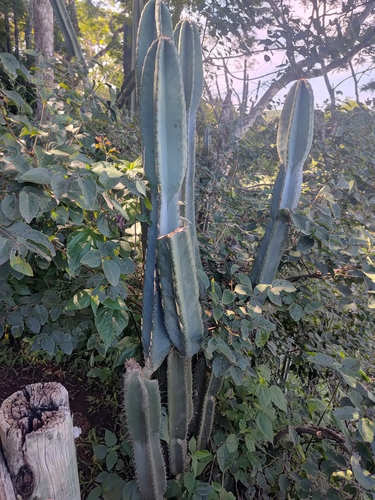 Foto de Mandacaru