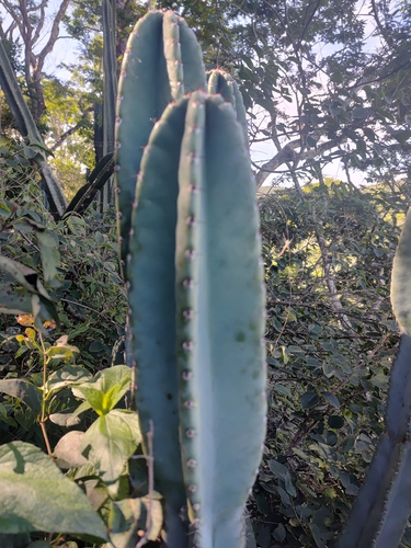 Foto de Mandacaru
