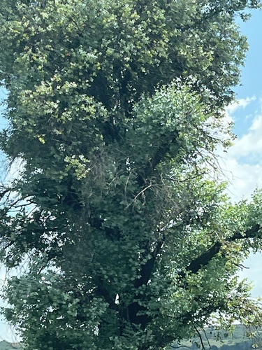 Foto de Eucalipto-prateado