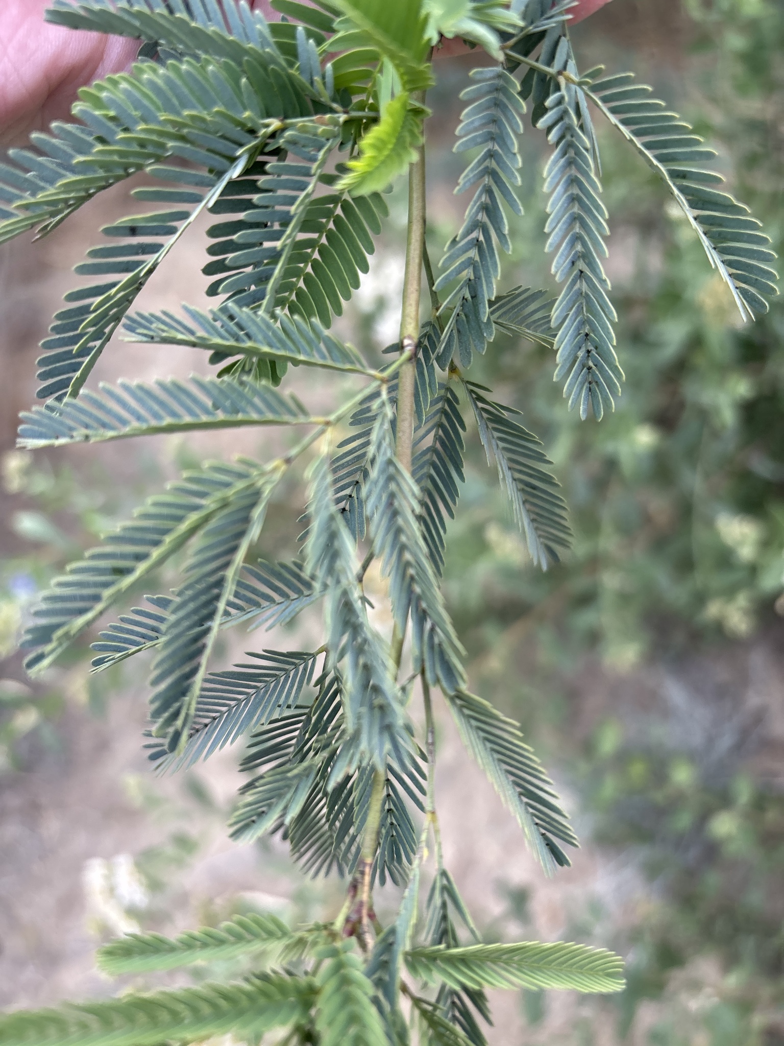Imagem de Algaroba