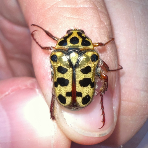 Punctate Flower Chafer photo 6