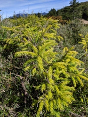 Picea morrisonicola