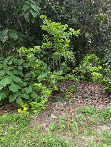 Foto de Azeitoninha