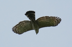 Wallace's Hawk-Eagle photo 3