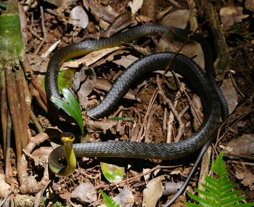 Common Tree Snake sighting