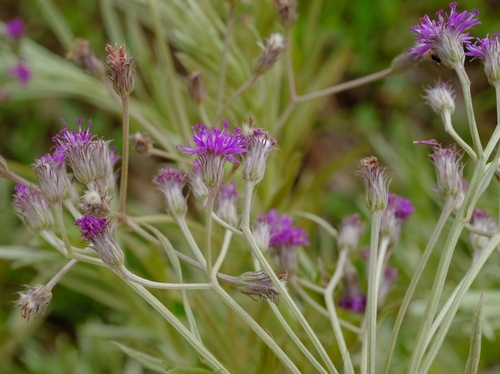 Silver Vernonia